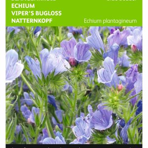 Echium plantagineum Blue Bedder